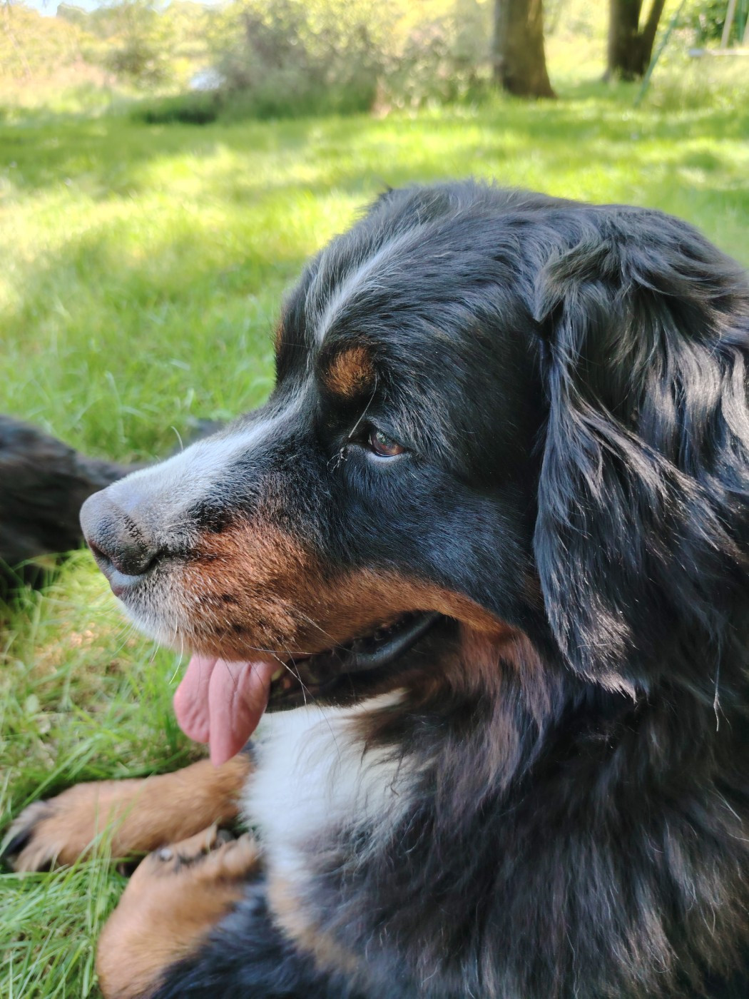 Romy du haras de la Vergne De La Vallee De Roxskim
