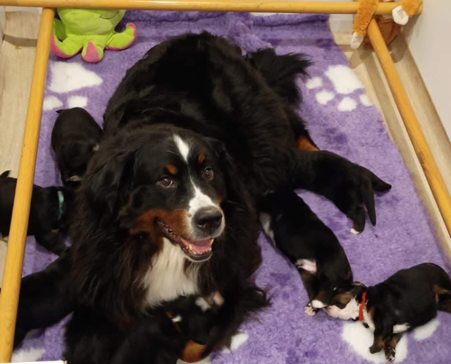 De La Vallee De Roxskim - Bouvier Bernois - Portée née le 18/02/2026