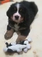 CHIOT